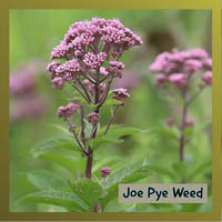 Joe Pye Weed